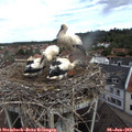 10_35-nest.jpg