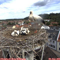 10_40-nest.jpg