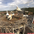 10_50-nest.jpg