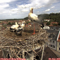 10_55-nest.jpg