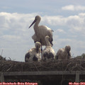 11_00-mast.jpg