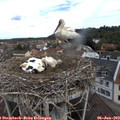 11_05-nest.jpg