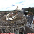 11_10-nest.jpg