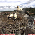11_25-nest.jpg