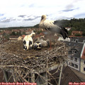 11_35-nest.jpg