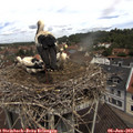 11_40-nest.jpg