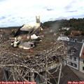 11_45-nest.jpg