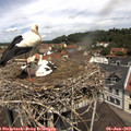11_50-nest.jpg