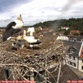 11_55-nest.jpg
