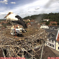 12_05-nest.jpg