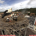 12_10-nest.jpg