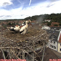 12_20-nest.jpg