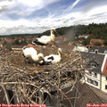 12_30-nest.jpg