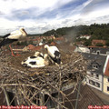 12_35-nest.jpg