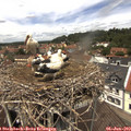 12_40-nest.jpg