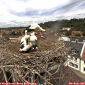 12_45-nest.jpg