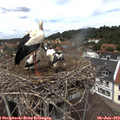 12_55-nest.jpg