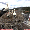 13_00-nest.jpg