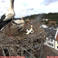 13_10-nest.jpg