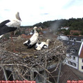 13_15-nest.jpg