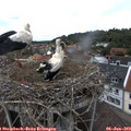 13_20-nest.jpg