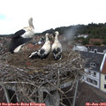 13_25-nest.jpg