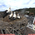 13_30-nest.jpg