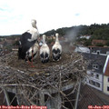 13_35-nest.jpg