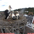 13_40-nest.jpg