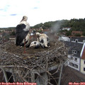 13_45-nest.jpg