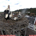 13_50-nest.jpg