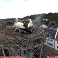 14_00-nest.jpg