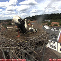 14_05-nest.jpg