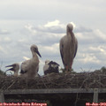 14_10-mast.jpg