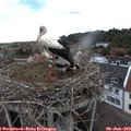 14_10-nest.jpg