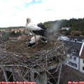 14_20-nest.jpg