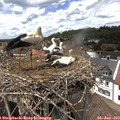 14_25-nest.jpg