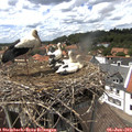 14_30-nest.jpg