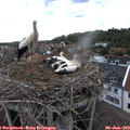 14_35-nest.jpg