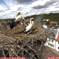 14_45-nest.jpg