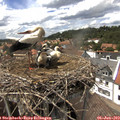 14_50-nest.jpg