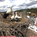 14_55-nest.jpg