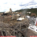 15_10-nest.jpg