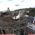 15_20-nest.jpg