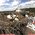 15_30-nest.jpg