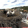 15_40-nest.jpg