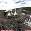 15_45-nest.jpg