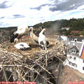 15_50-nest.jpg