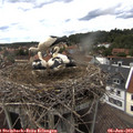16_00-nest.jpg