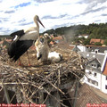 16_05-nest.jpg
